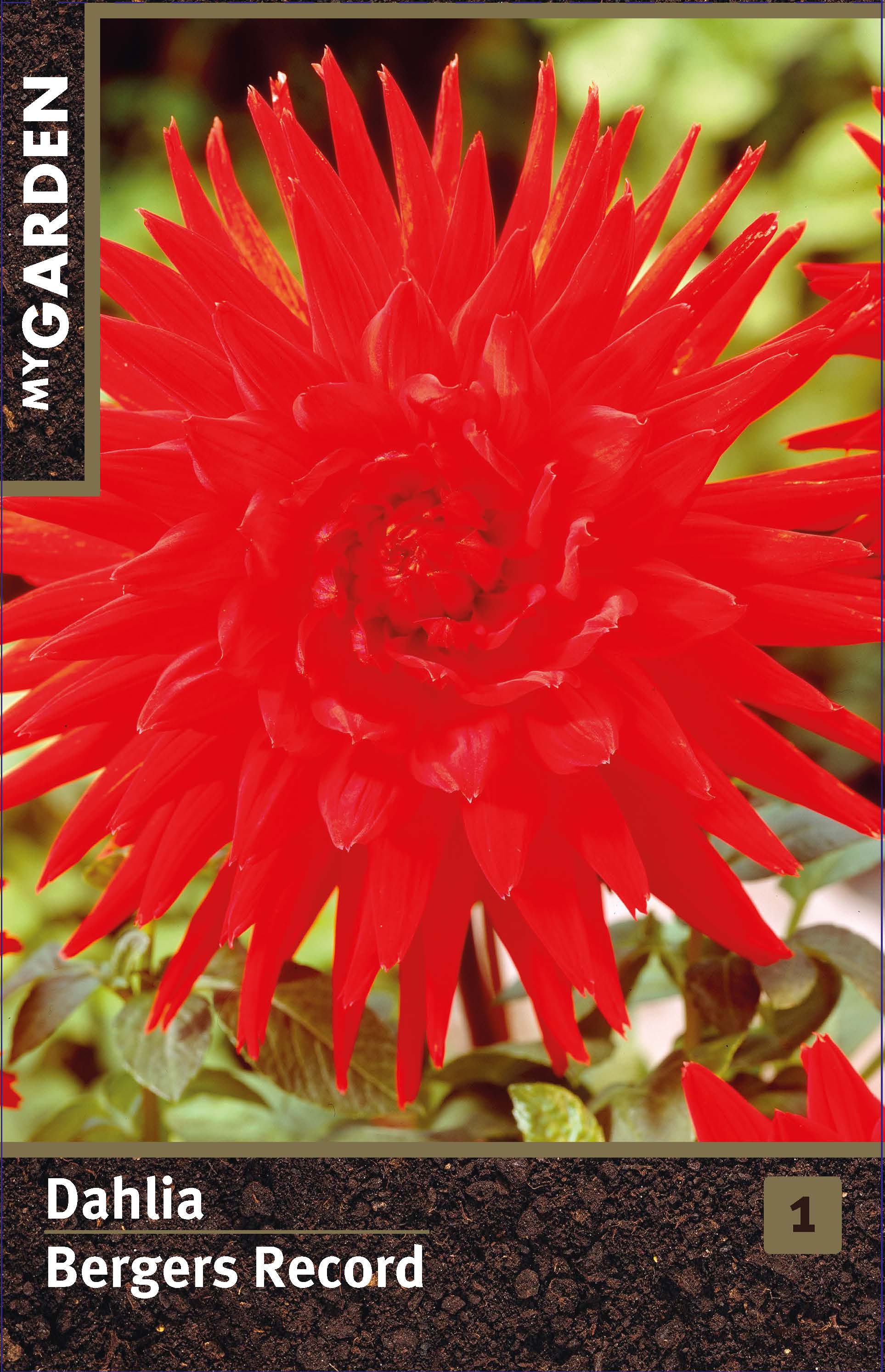 Георгина кактусовая Бергерс Рекорд